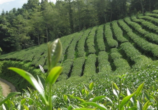 Know more about our tea gardens