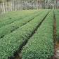 zi-chun-teas-milk-oolong-tea-weight-loss-support-tea-garden